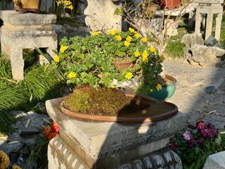 flower pots in the garden