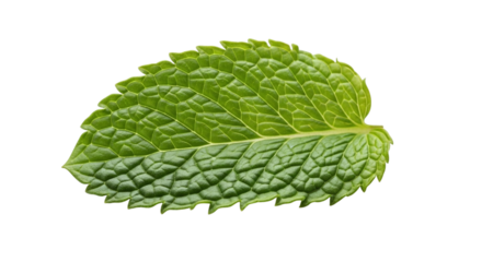 A single, crisp, and fragrant mint leaf, showcasing its textured surface and natural green color, isolated on a transparent background