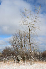 Single bare cottonwood tree in snow in Morton Grove, Illinois