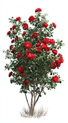 Naklejka premium Vibrant red rose bush on white
