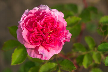 A large single rose flower with pink petals in a flower bed on the territory of the Astrakhan Kremlin on a sunny spring day, Astrakhan, Russia