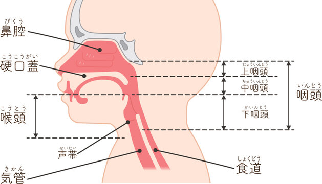 小児の喉頭・咽頭・横向き・イラスト Children larynx illustration
