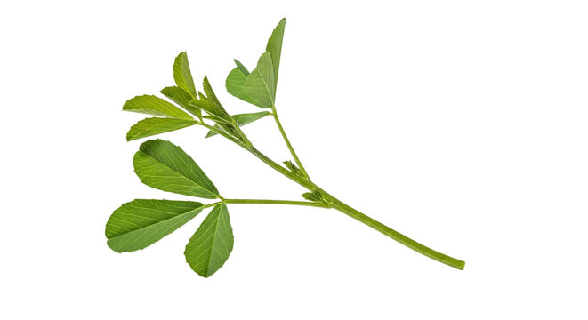 Fresh green alfalfa or clover sprig with small leaves, showcasing its natural vibrant color and texture, isolated on transparent background