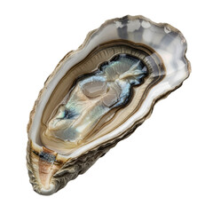 Fresh Raw Oyster on Half Shell PNG Isolated on White Background Realistic Seafood Clipart Gourmet Shellfish Culinary Graphics for Restaurant Menus and Decor
