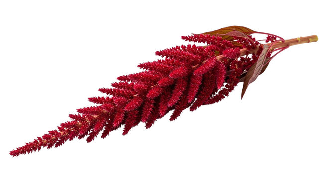 Vibrant red amaranth flower spike with intricate texture and rich color, showcasing its natural beauty, isolated on transparent background