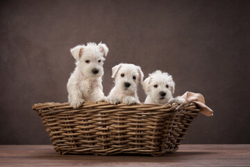 Three adorable puppies cuddle together in a rustic basket, their innocent gazes and fluffy coats...