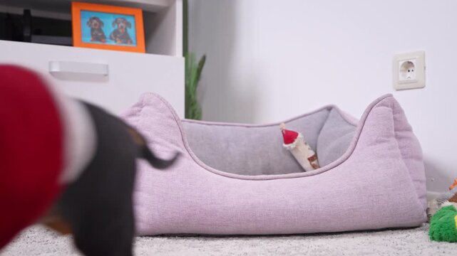 A black and tan dachshund wearing a red and white shirt with a necktie sits upright in a light purple dog bed inside a room with framed pet portraits and furniture looks around and runs away
