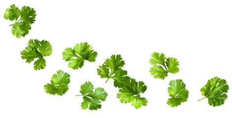 detailed photograph showing numerous fresh, bright green cilantro or coriander leaves scattered across a pure black backdrop.