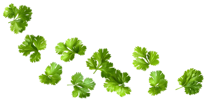 detailed photograph showing numerous fresh, bright green cilantro or coriander leaves scattered across a pure black backdrop.
