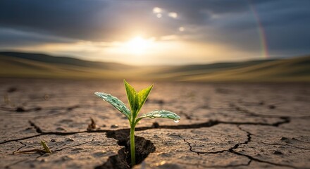 A single green seedling sprouting from cracked earth in a desert landscape with a rainbow in the background.