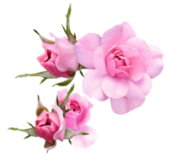 elegant arrangement of a single fully bloomed pink rose next to two tightly closed rosebuds, perfect for themes of love and romance.