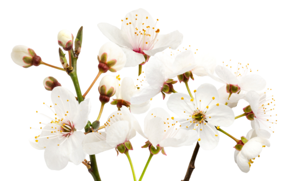 group of vibrant white cherry blossom flowers and tightly closed buds clustered together, symbolizing the arrival of the spring season.