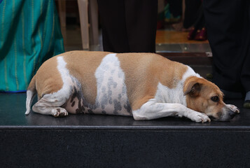 big fat street dog lying sad