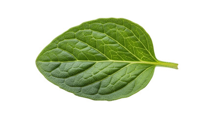 A single fresh green mint leaf, vibrant and textured, ideal for culinary, herbal, and natural themes, isolated on transparent background