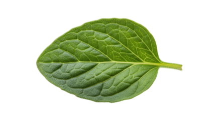 A single fresh green mint leaf, vibrant and textured, ideal for culinary, herbal, and natural themes, isolated on transparent background