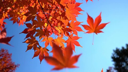 Bright autumn leaves falling against clear blue sky