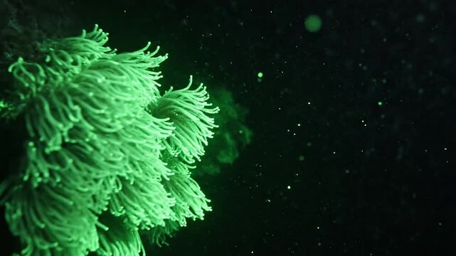 Electric Green Bioluminescent Algae Macro. Abstract Glowing Plankton in Dark Water. Moody Ethereal Organic Light Animation.