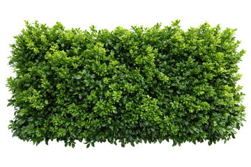 Obraz premium Dense green hedge with small leaves against a black background bush shrub, Isolated On White Background, Png Transparent