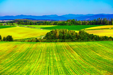 長閑な田園風光