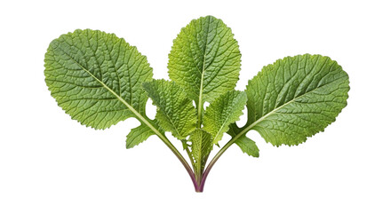 Fresh vibrant green mustard greens with broad, textured leaves and a subtle purple stem, perfect for healthy cuisine, isolated on transparent background
