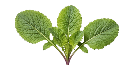 Fresh vibrant green mustard greens with broad, textured leaves and a subtle purple stem, perfect for healthy cuisine, isolated on transparent background