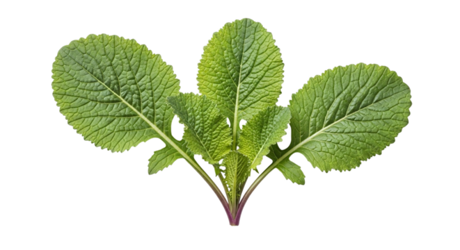 Fresh vibrant green mustard greens with broad, textured leaves and a subtle purple stem, perfect for healthy cuisine, isolated on transparent background