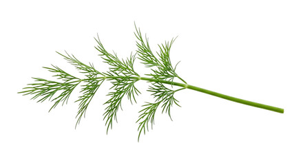 A fresh green dill sprig with delicate feathery leaves, a popular culinary herb for seasoning and garnish, isolated on transparent background