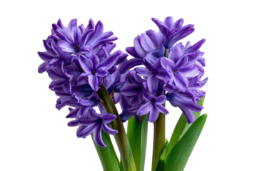 Close up of purple hyacinth flowers with green stems and leaves against black bloom blossom, Isolated On White Background, Png Transparent