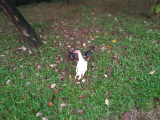 Mother hen and her chicks are looking for food in the garden
