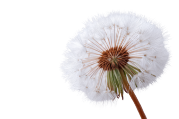 White dandelion seed head with brown center and green stem on black background fluffy
