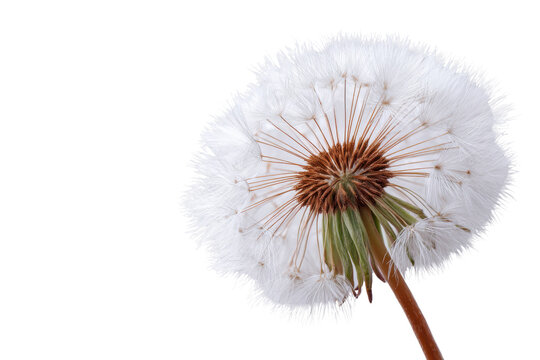 White dandelion seed head with brown center and green stem on black background fluffy - Powered by Adobe
