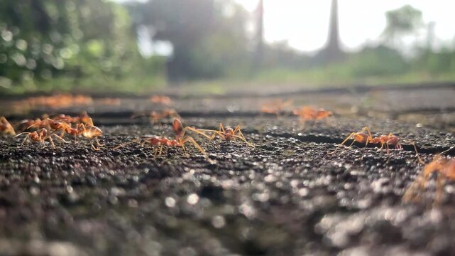 Close up of red ants walking on the ground surface, shallow focus.