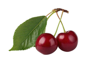 Two ripe red cherries with green leaf and stem on black cherry fruit