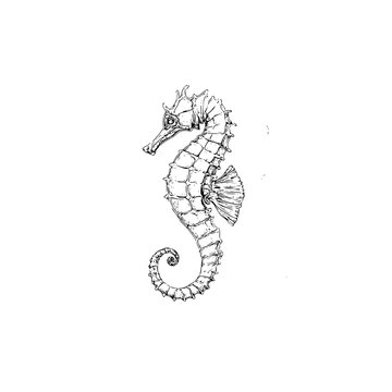 Detailed seahorse drawing sea life aquatic animal ocean creature hippocampus marine biology illustration black and white