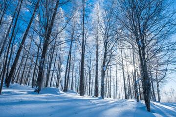 Obraz premium 冬 森