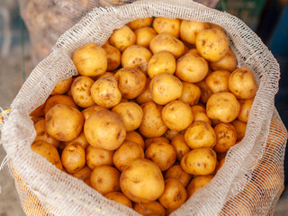 Yellow creole potatoes in mesh bag