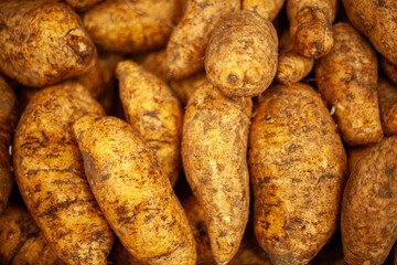 Stacked arracacha roots