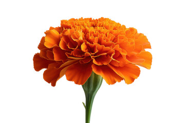 Single vibrant orange marigold flower with ruffled petals on black background bloom blossom