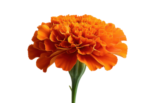 Single vibrant orange marigold flower with ruffled petals on black background bloom blossom