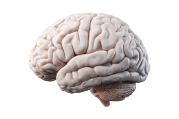 Human brain cerebellum cerebrum anatomy detailed view light pink image, Isolated On White Background, Png Transparent