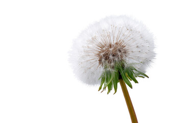Close up of a white dandelion seed head with green stem on black background fluffy, Isolated On White Background, Png Transparent