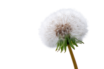 Close up of a white dandelion seed head with green stem on black background fluffy, Isolated On White Background, Png Transparent