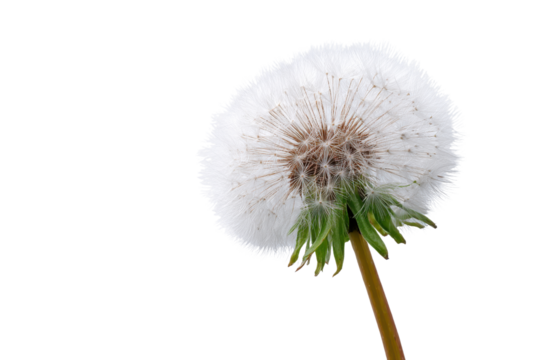 Close up of a white dandelion seed head with green stem on black background fluffy, Isolated On White Background, Png Transparent