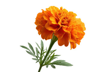 Single vibrant orange marigold flower with green leaves on black background bloom blossom