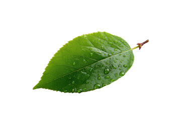 Green leaf with water droplets on black background image, Isolated On White Background, Png Transparent