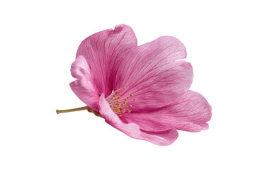 Single pink hibiscus flower with delicate veins on black background bloom blossom