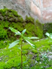plant in the water
