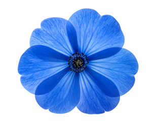 Blue Flower Close-Up with Soft Petal Texture, Transparent PNG