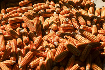 Abundant pile of golden yellow corn cobs drying in sun. natural, agricultural background representing successful harvest, food production, and farm life