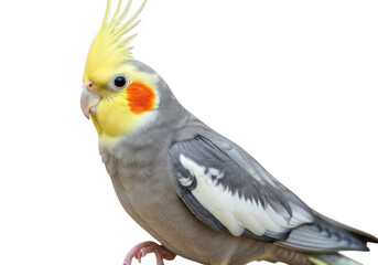 Cockatiel bird isolated on transparent background